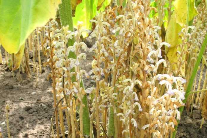 Соняшниковий вовчок в посівах