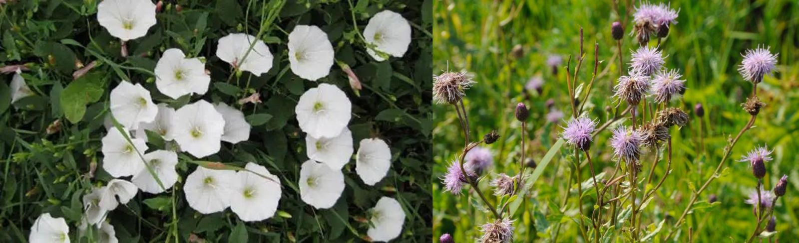 Березка полевая и осот розовый – злосные враги класического подсолнечника