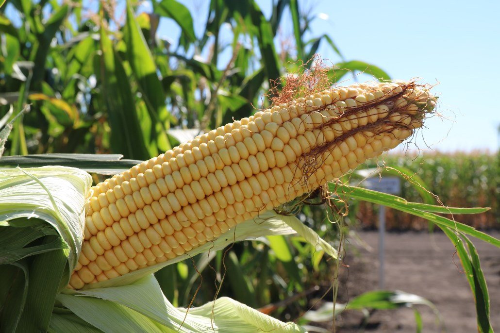 Фото початков кукурузы Даниил (ФАО 280)