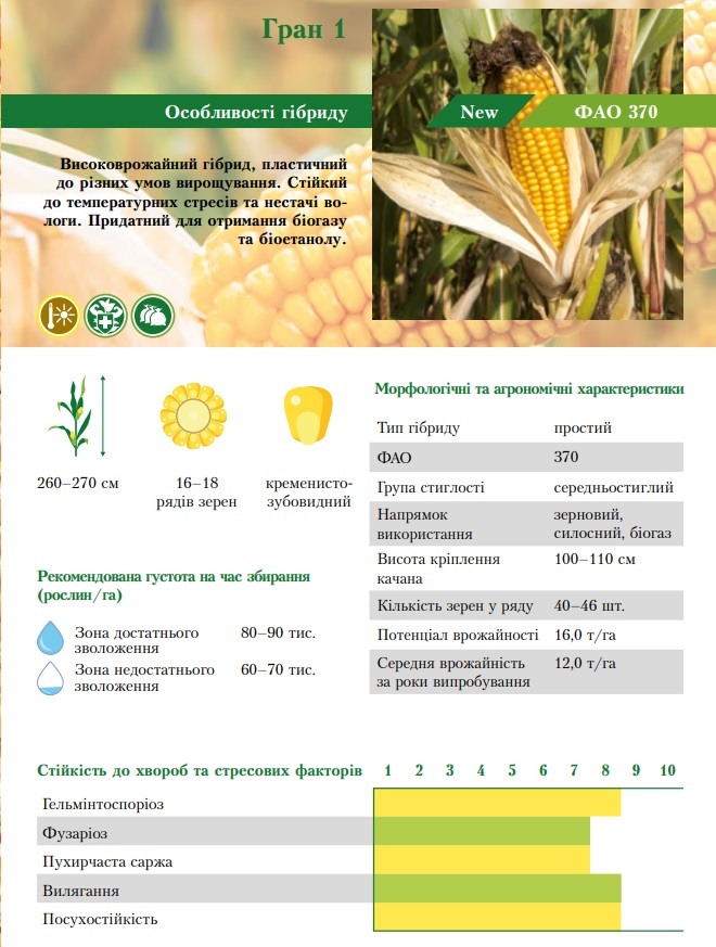 Фото характеристик кукурузы Гран 1 от ВНИС
