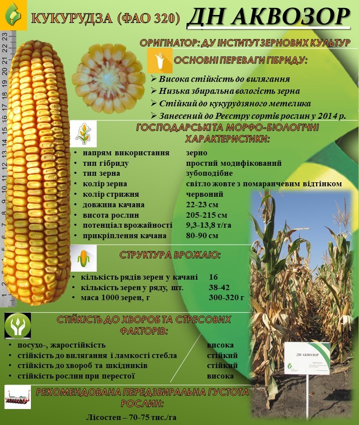 Кукуруза ДН Аквозор, характеристики 