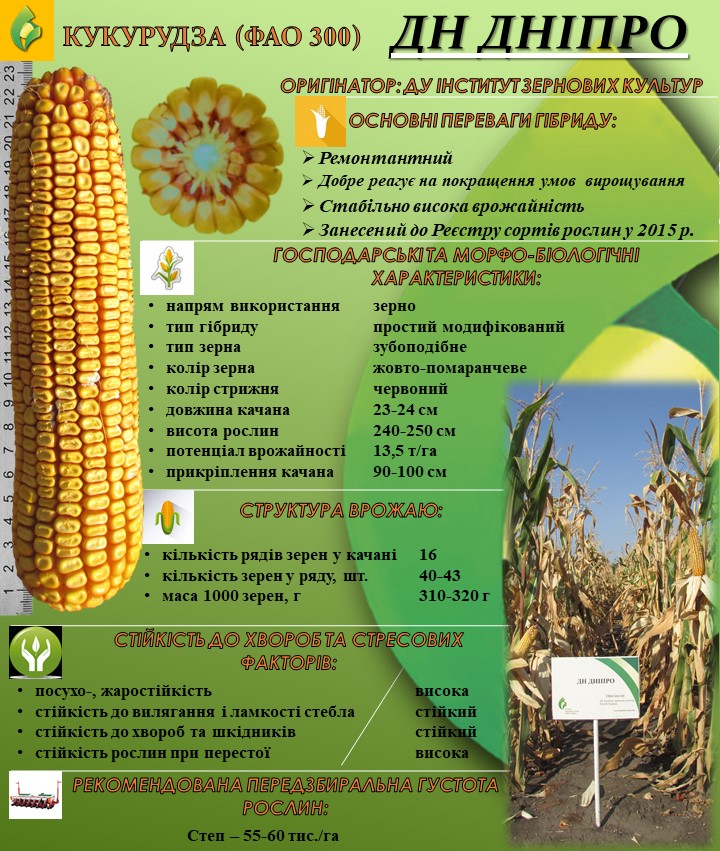 Фото характеристик кукурузы ДН Днипро
