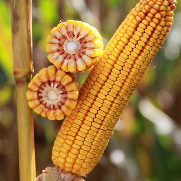 Фото семян на початке кукурузы Кашемир