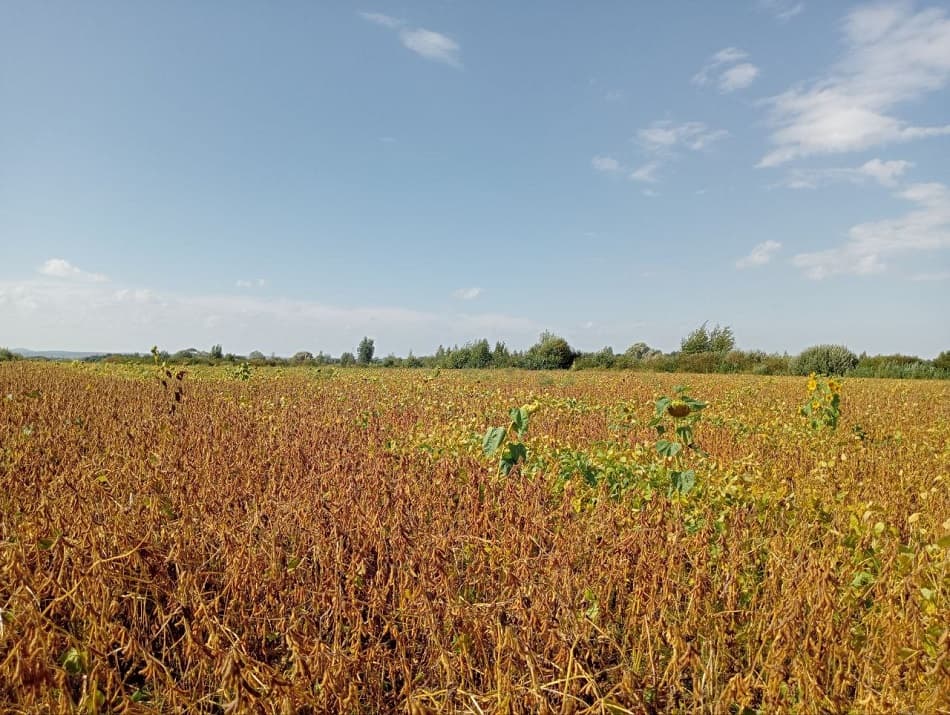 Падалиця ІМІ-стійкого соняшника