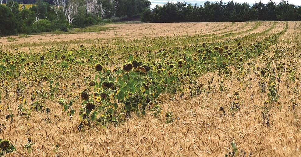 Падалиця соняшника в зернових