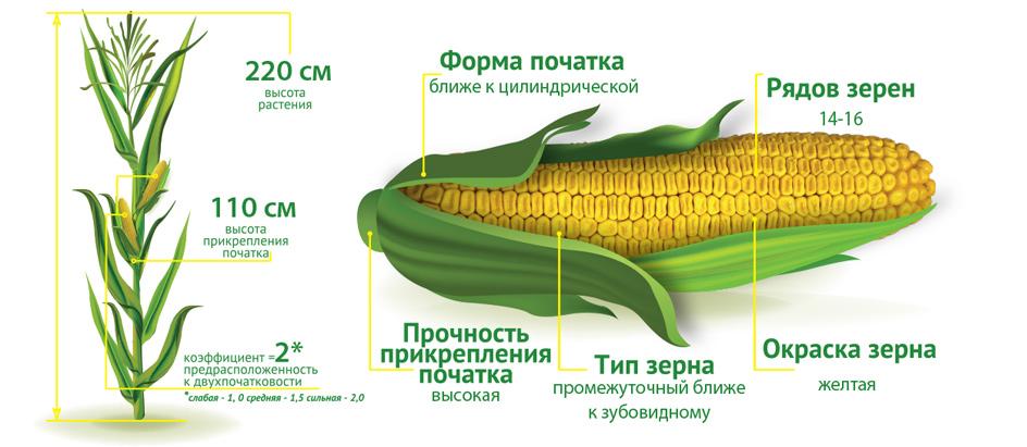 Характеристики кукурудзи ДМС Прайм