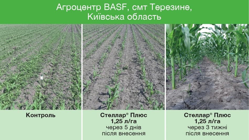 Результат действия на кукурузе Стеллар Плюс