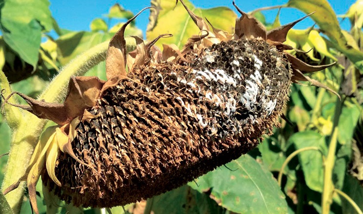 Поражение корзинки склеротинией (белой гнилью)