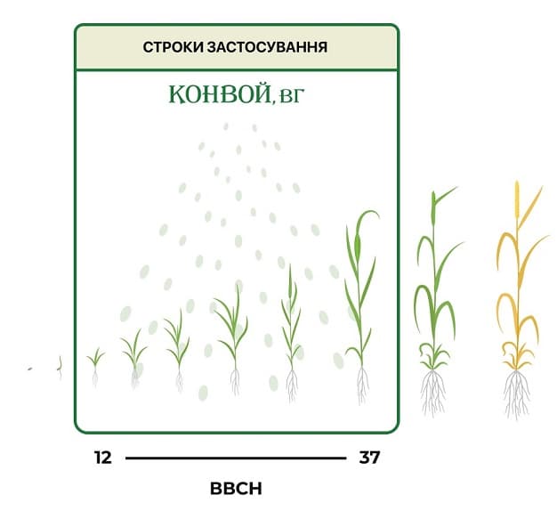 Строки застосування гербіциду Конвой на пшениці