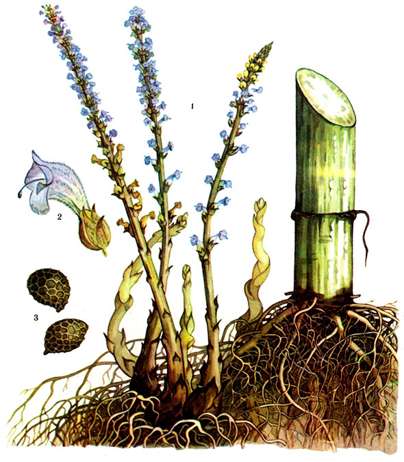 Волчок подсолнечника