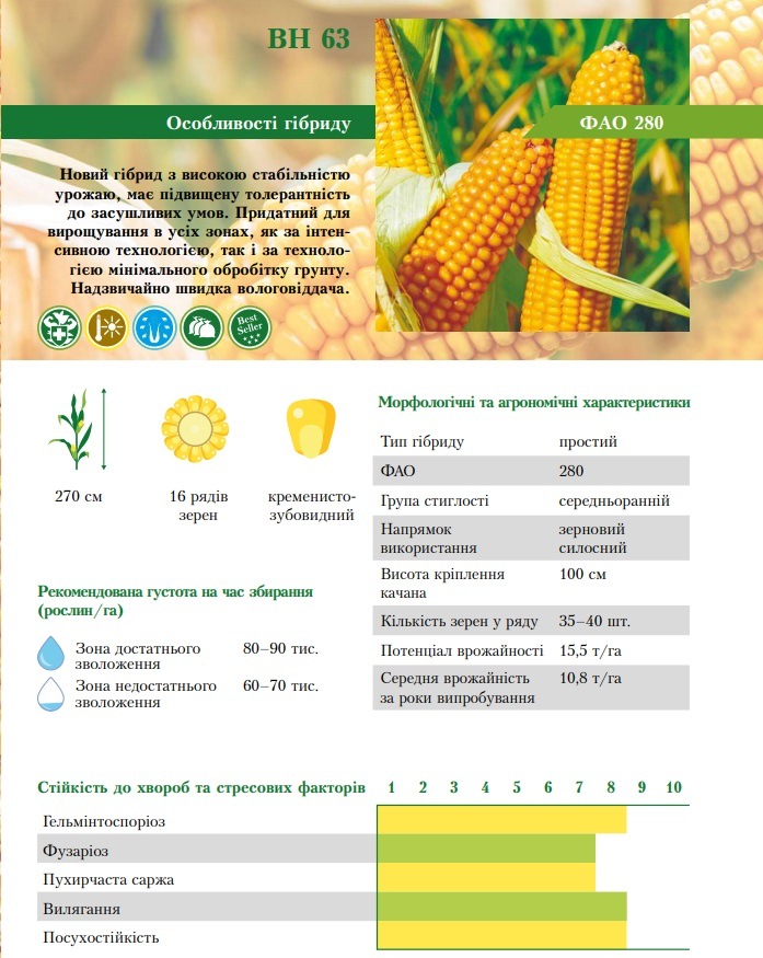 Фото кукуруза ВН 63 ВНИС характеристики гибрида