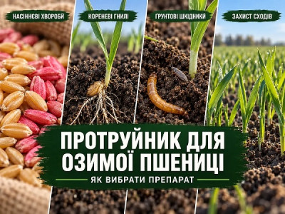 Як вибрати протруйник для озимої пшениці