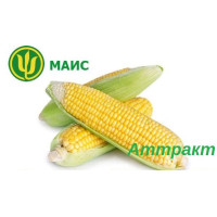 Насінная кукурудзи Аттракт