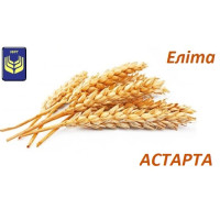 Семена пшеницы Астарта