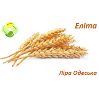 Озимая пшеница Лира Одесская