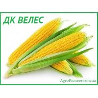 Семена кукурузы ДК Велес
