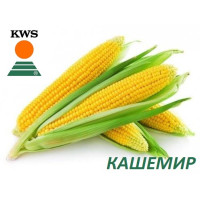 Кукуруза КВС Кашемир