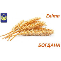 Семена пшеницы Богдана