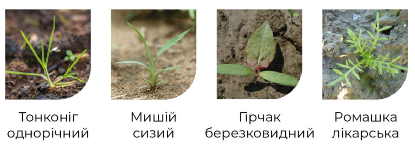 Основные сорняки, которые контролирует Толазин Ультра