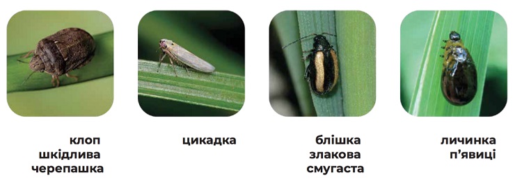 Основные виды вредителей, которые контролирует Атрикс