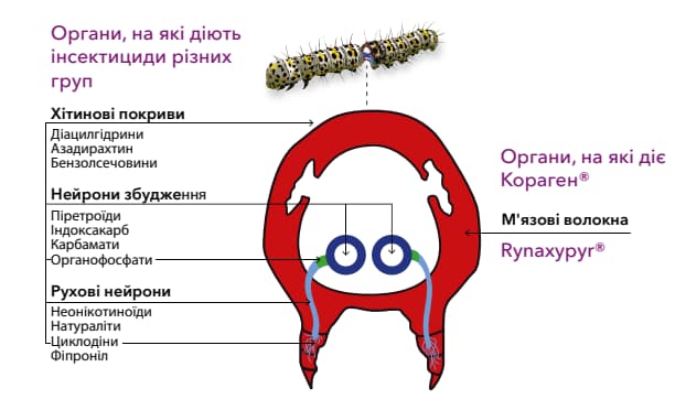механизм действия Корагена на вредителей