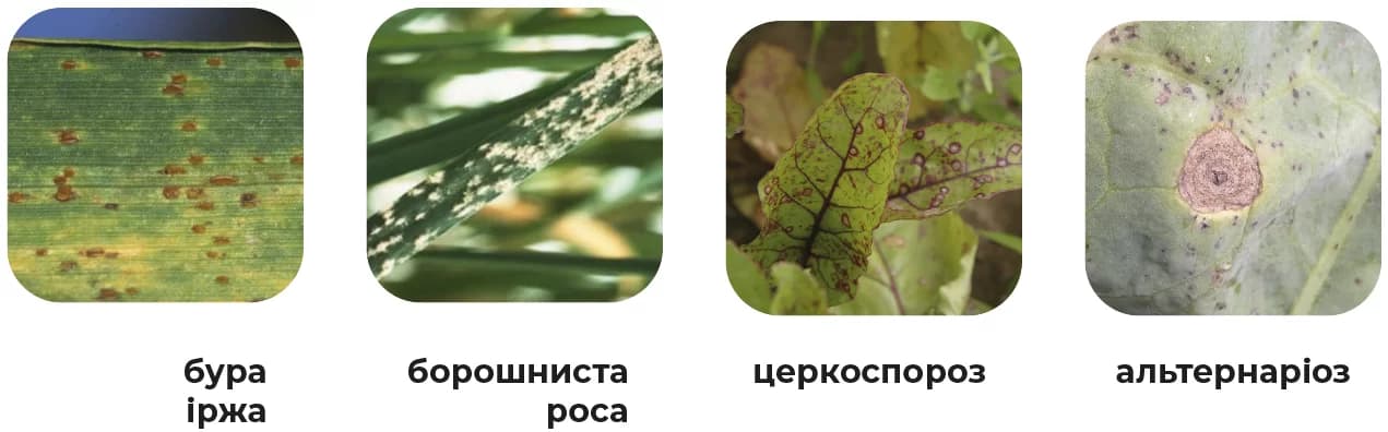 Контроль основных видов болезней фунгицидом Флутривит Макси