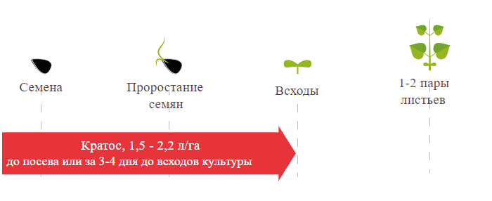 Фото Регламент внесения Кратоса на подсолнечнике