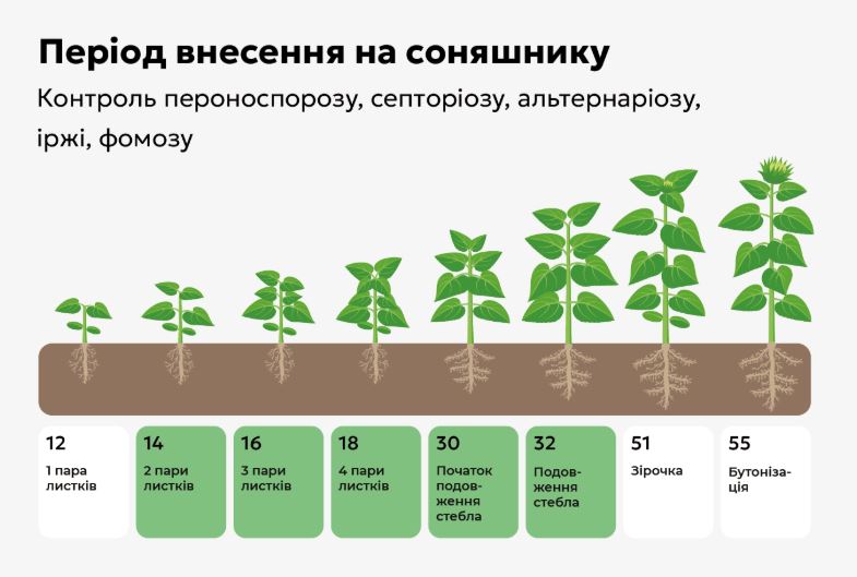 Период внесения Цимоксила на подсолнечнике