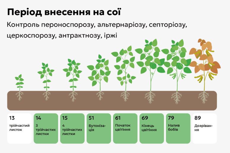 Период внесения Цимоксила на сое