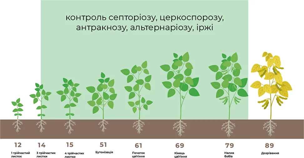 Защита сои фунгицидом Фунгимакс