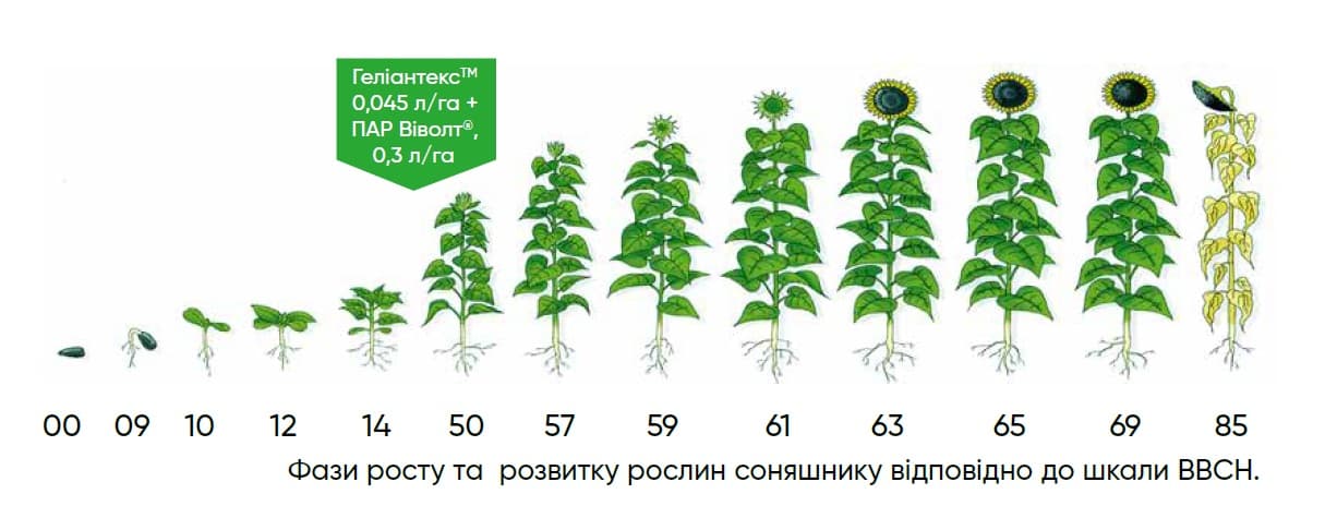 Стадия применения Гелиантекса на подсолнечнике