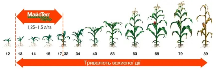 Продолжительность защитного действия гербицида Майстер Пауэр