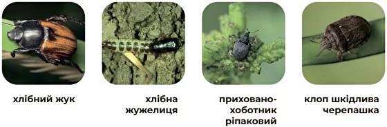 Насекомые, которых контролирует Фосорган Дуо