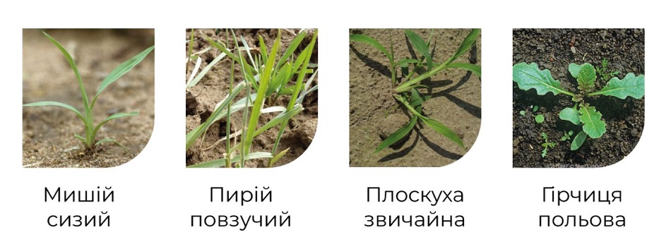 Основные контролируемые сорняки гербицидом Сульфонил