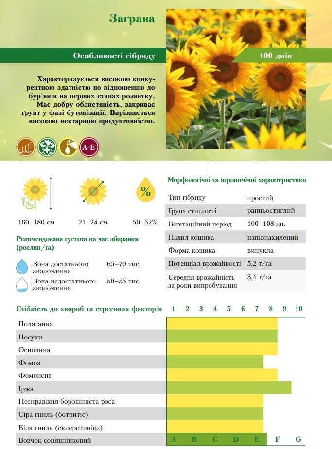 Фото характеристик подсолнечника Заграва