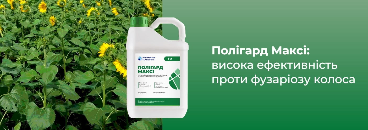 Полигард Макси эффективно борется с фузариозом колоса подсолнечника