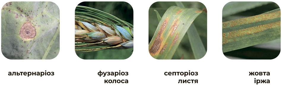 Болезни с которыми борется Полигард