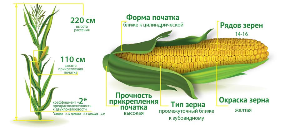 Характеристики кукурузы ДМС Прайм