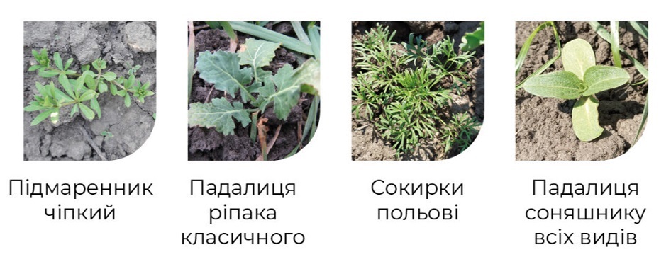 Основные сорняки, которые контролирует Унисулам